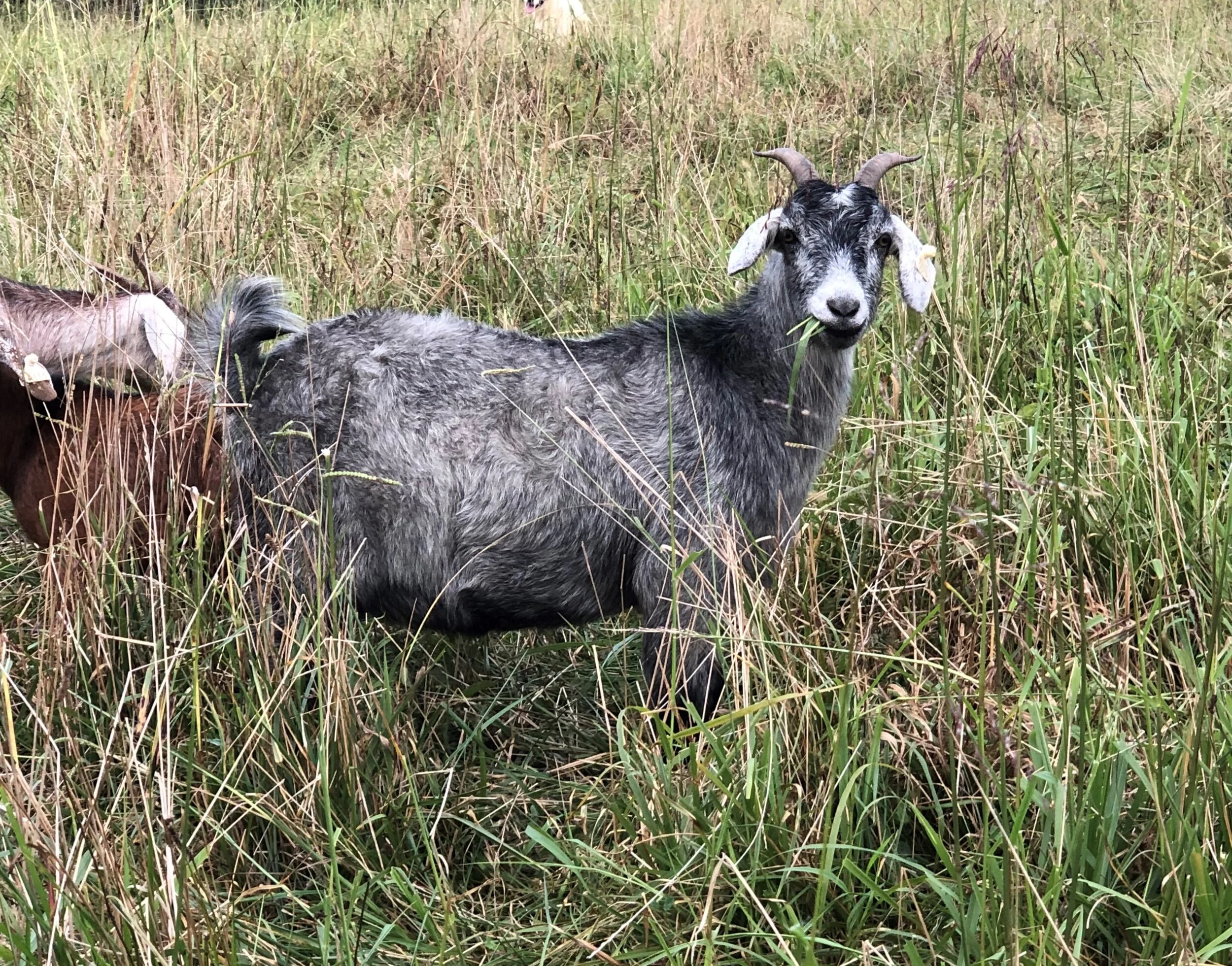 Our Livestock — Rainy Knob Ranch