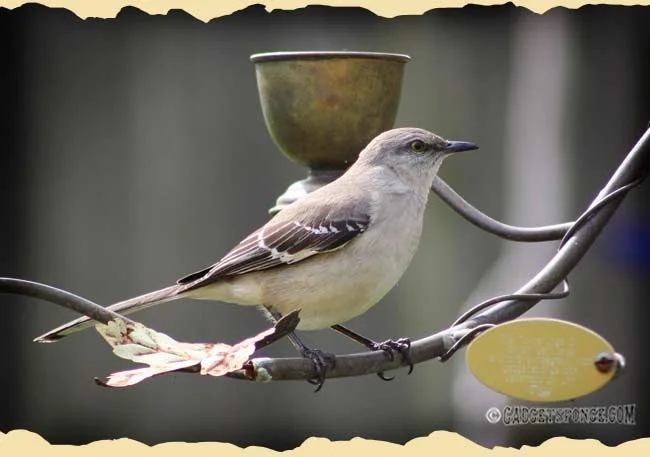 april12birds5.jpg