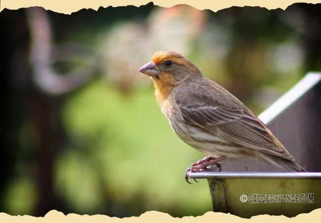april12birds6.jpg