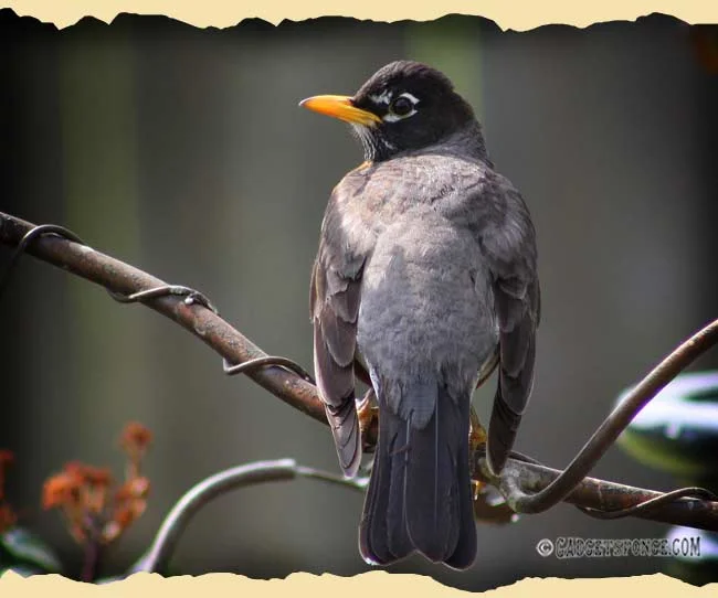 april12birds2.jpg