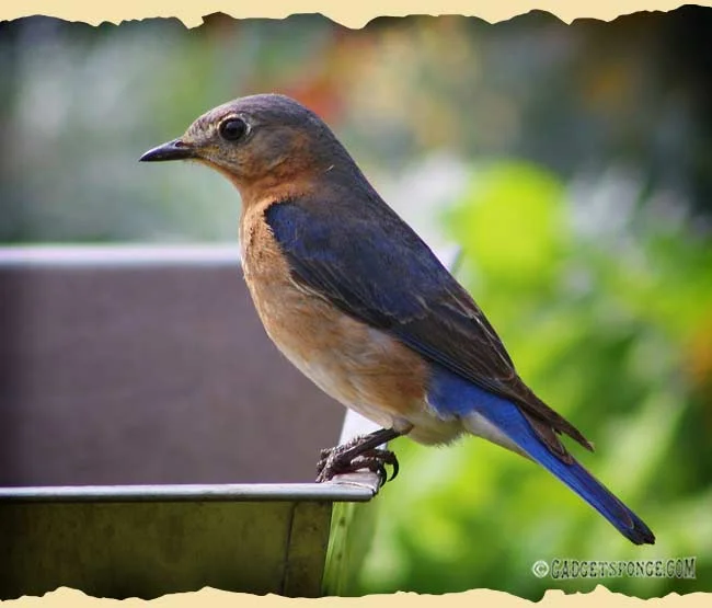 april12birds1.jpg