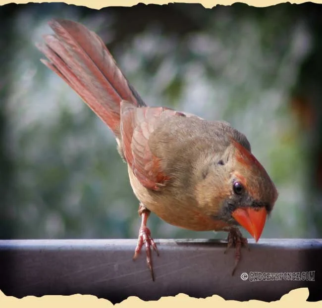 april12birds3.jpg