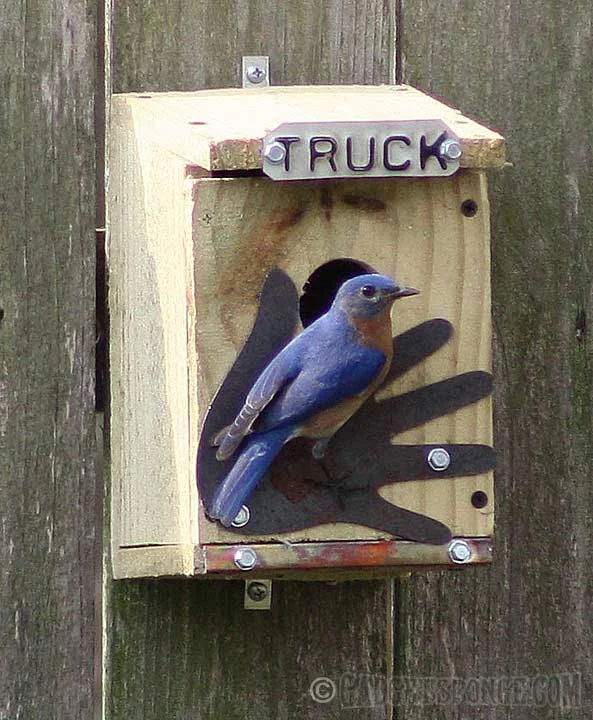 bluebirdontruckhouse.jpg