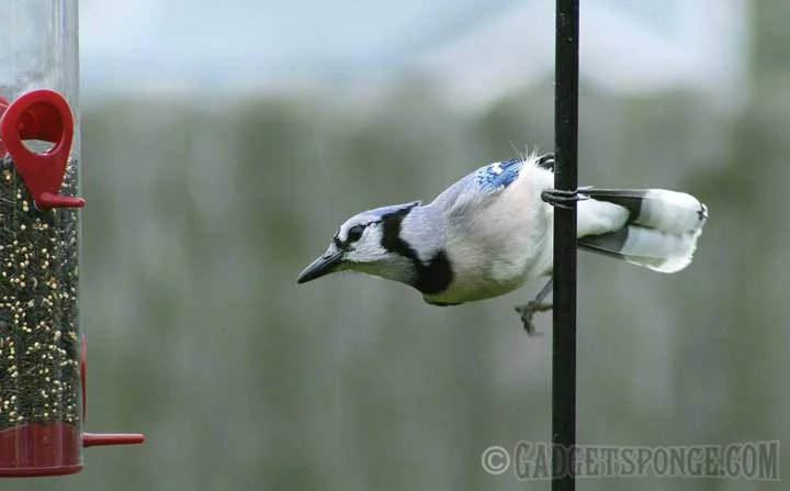 bluejay1.jpg