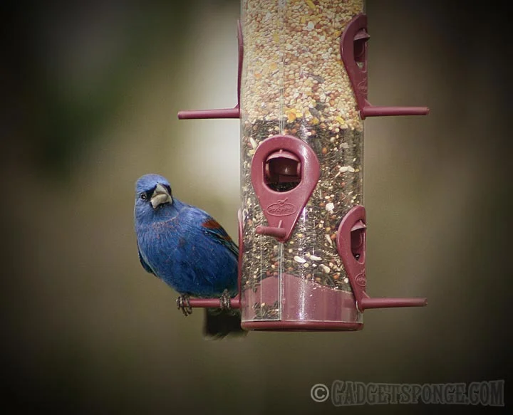 bluegrosbeakatfeeder.jpg