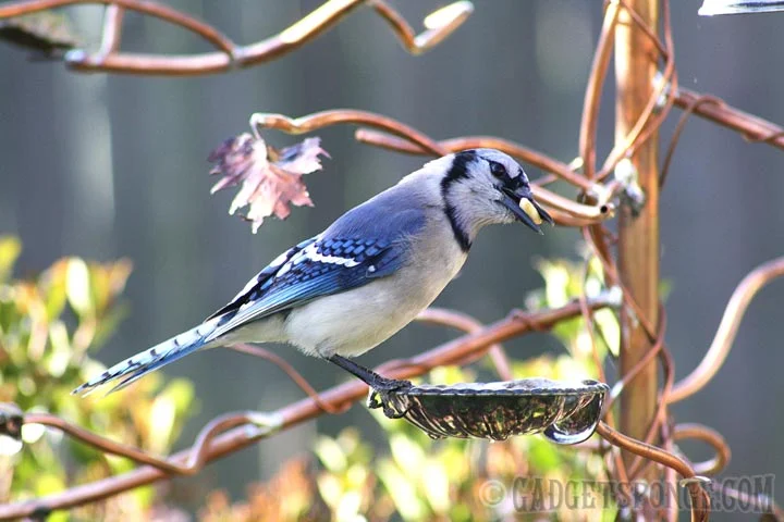 bluejayeatingpeanut.jpg