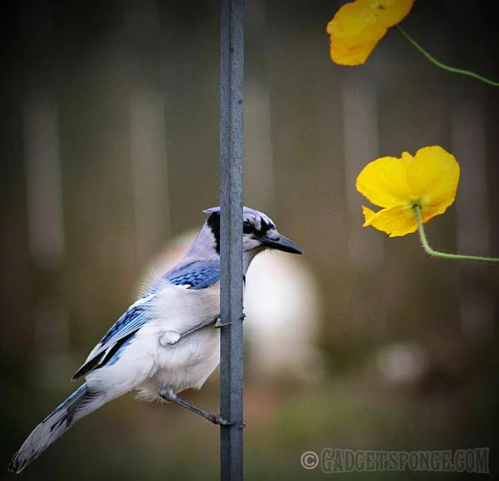 bluejayacrobat.jpg