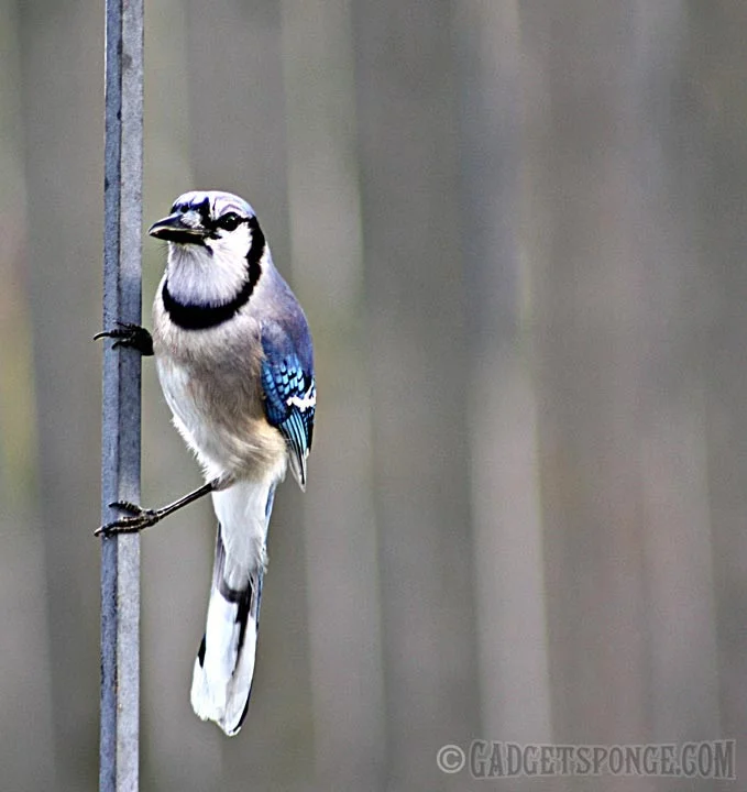 bluejayhang.jpg