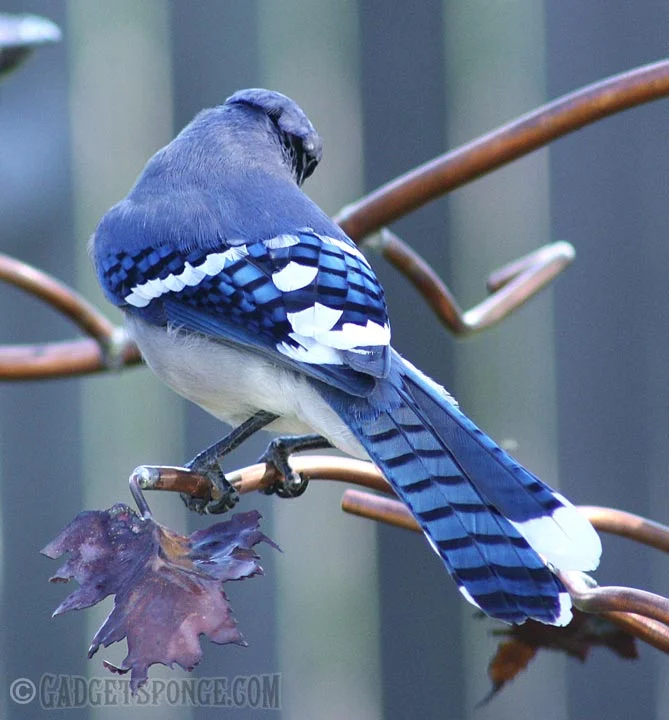 bluejayfeathershow.jpg
