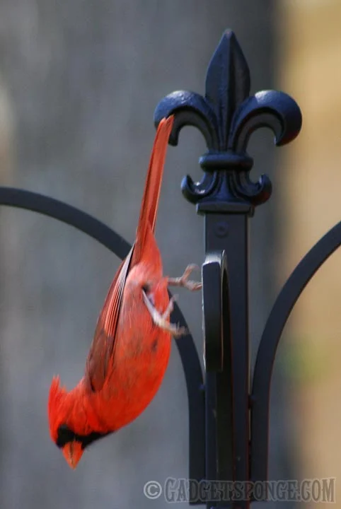 cardinaldive.jpg