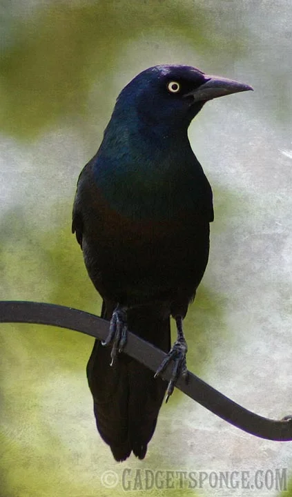 grackleposed.jpg