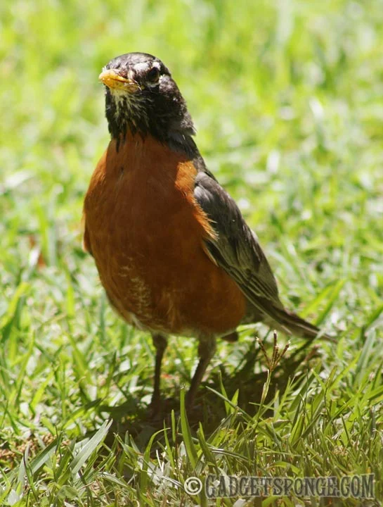 hungryrobin.jpg
