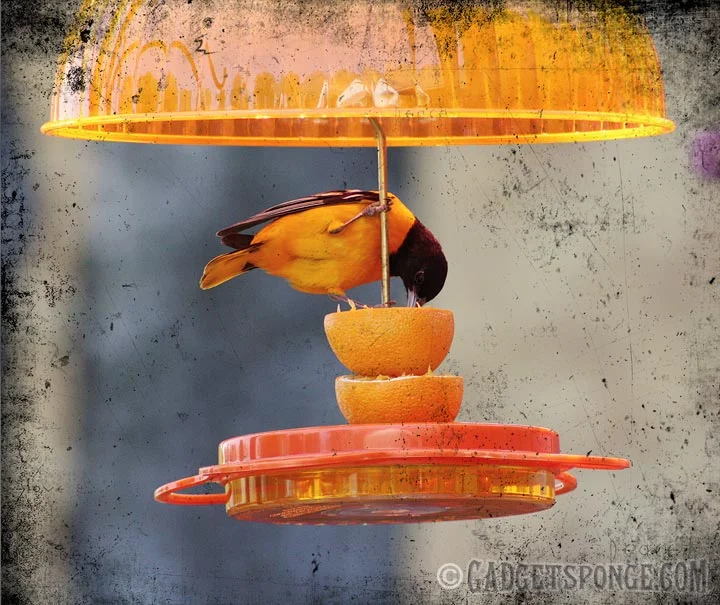 orioleeatingorange.jpg