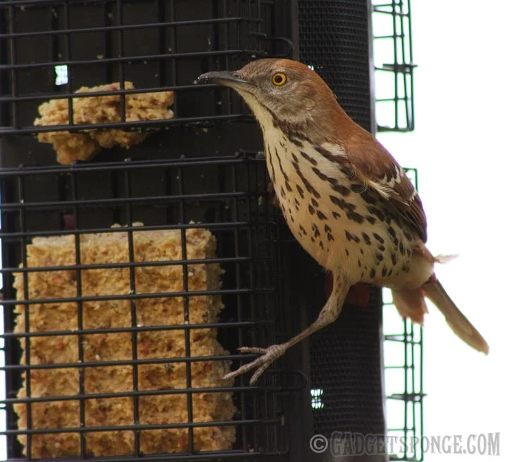 brownthrasher.jpg