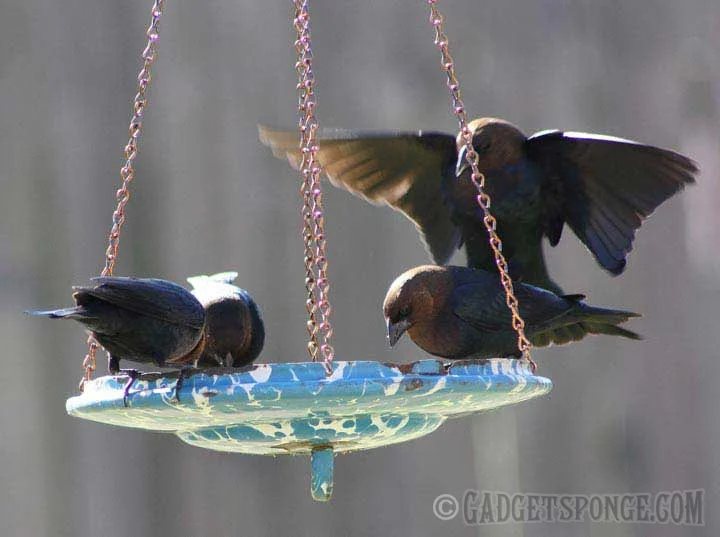 brownheadedcowbirds.jpg