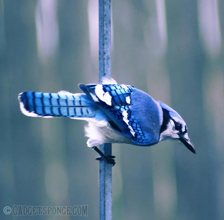 bluejaypounce.jpg