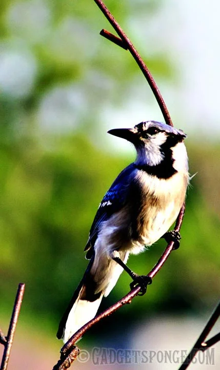 bluejayperch2.jpg