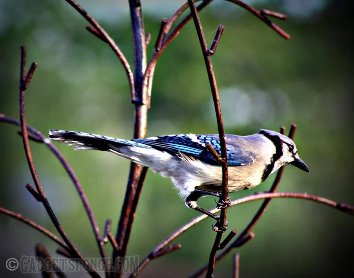 bluejayperch1.jpg