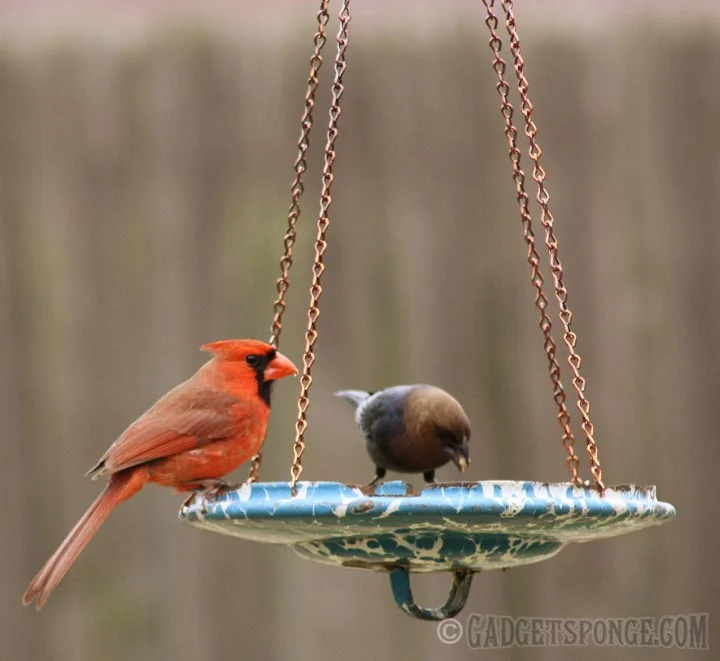 cardinalandcowbird.jpg