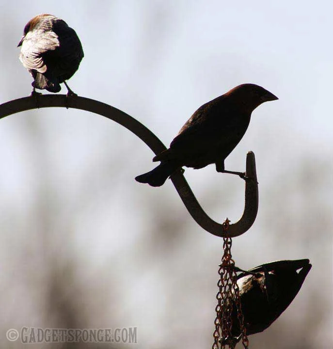 brownheadedcowbirds2.jpg