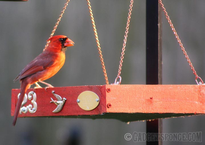 cardinalonredtray.jpg