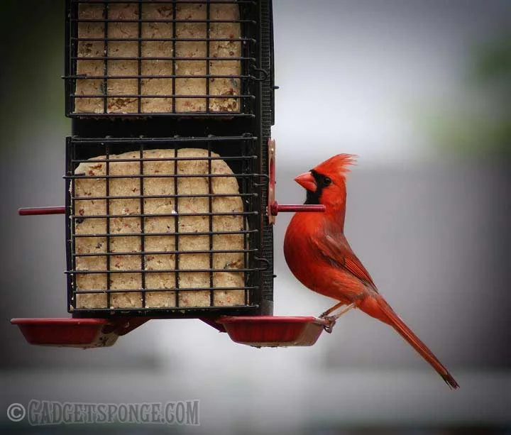 cardinaleatingsuet.jpg