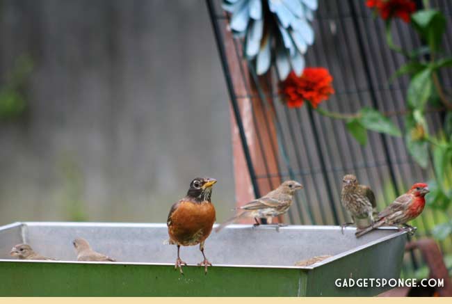 july14yardpics3.jpg