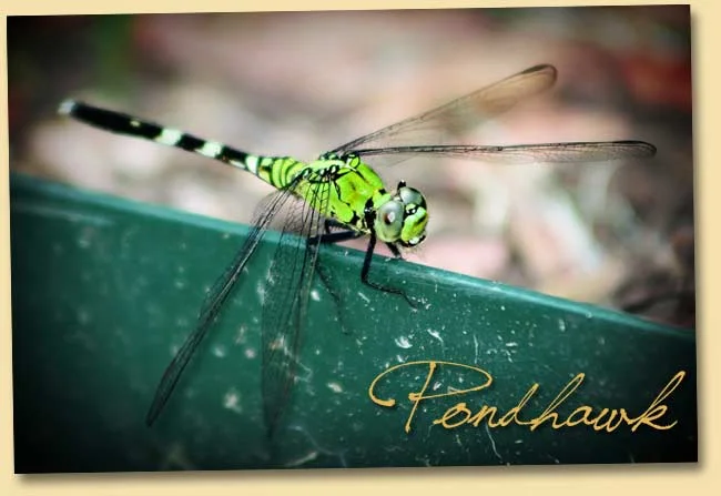 pondhawkdragonfly.jpg