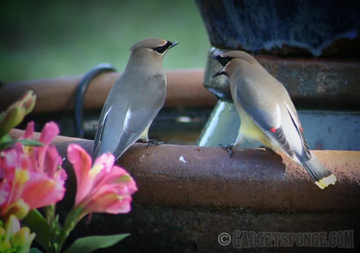 cedarwaxwingsatfountain.jpg