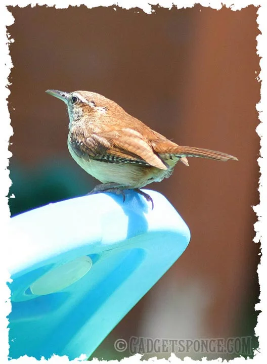 carolinawren.jpg