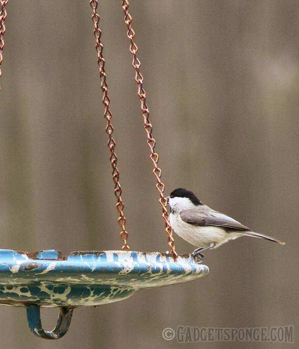 chickadee2.jpg