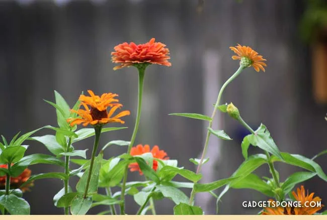 july14yardpics4.jpg