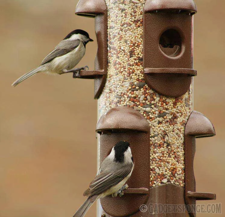 chickadee.jpg
