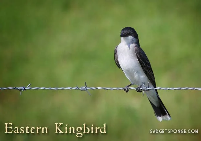 may2012easternkingbird1.jpg