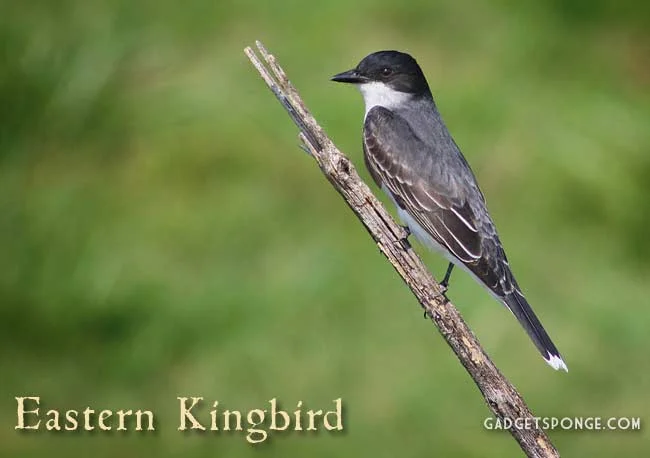 may2012easternkingbird2.jpg
