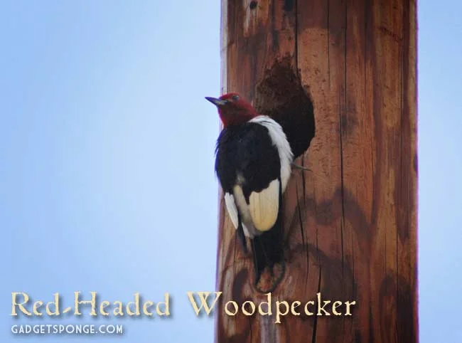 may2012redheadedwoodpecker.jpg