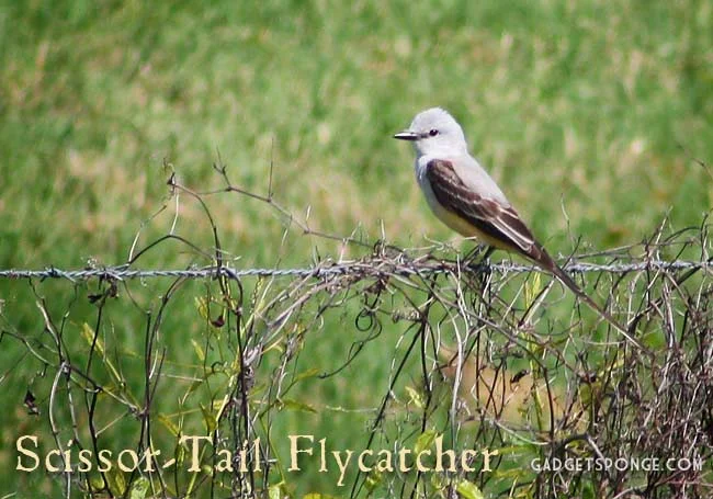 may2012scissortail.jpg