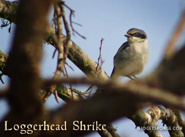 may2012loggerheadshrike.jpg