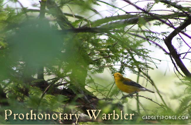 may2012prothonotarywarbler.jpg