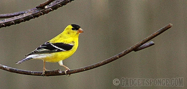 malegoldfinch.jpg