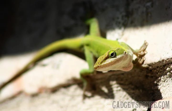 lizardstare.jpg