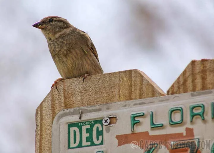 licenseplatebird.jpg