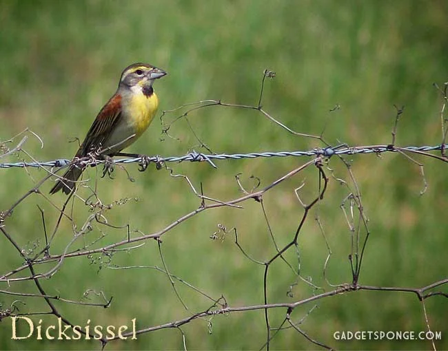 may2012dicksissel.jpg