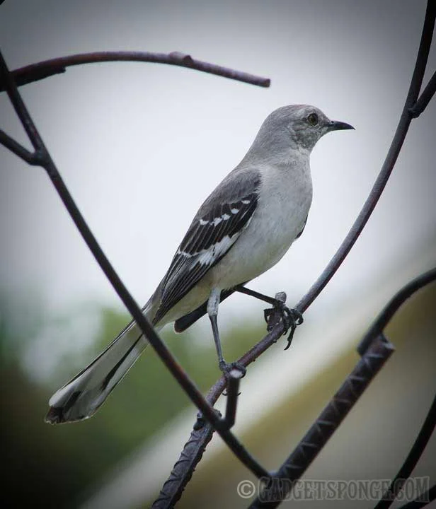 mockingbird.jpg