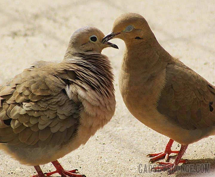 mourningdove2.jpg
