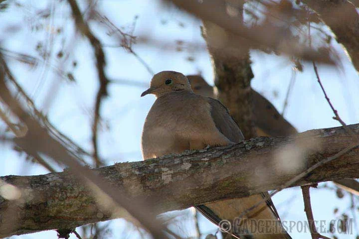 mourningdove.jpg