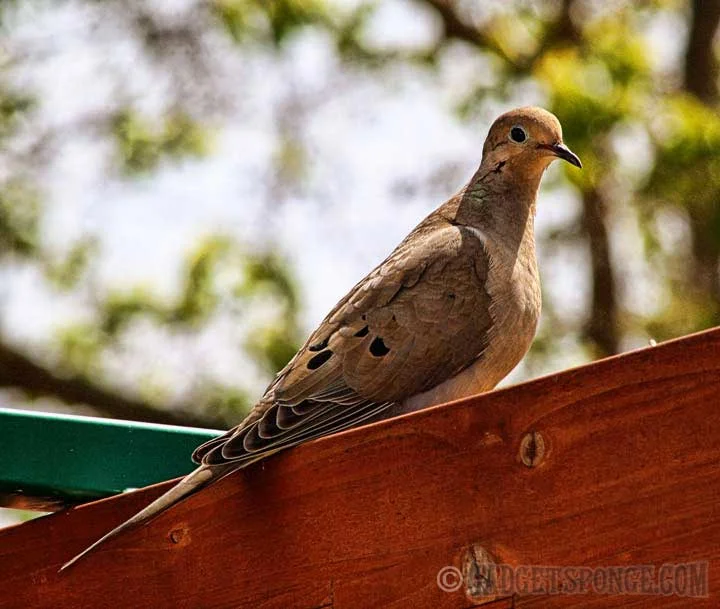 morningdoveperched.jpg