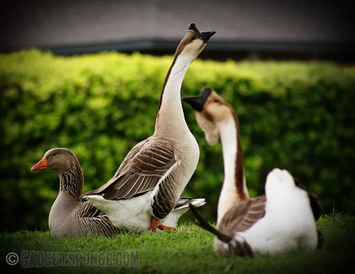 proudgoose.jpg
