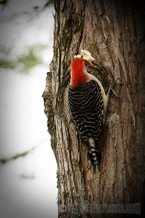 redbelliedwoodpeckersnack.jpg
