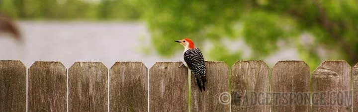 redbelliedwoodpeckerfence.jpg